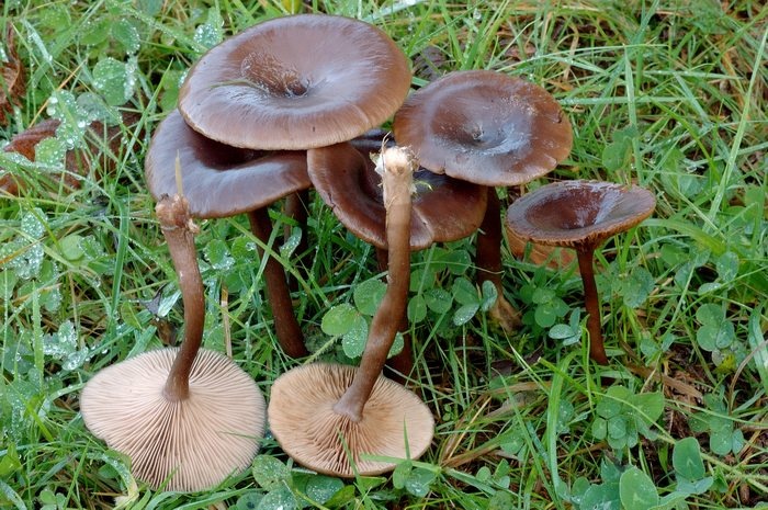 Клитоцибе бокалоподібна - Pseudoclitocybe cyathiformis (Bull.) Singer